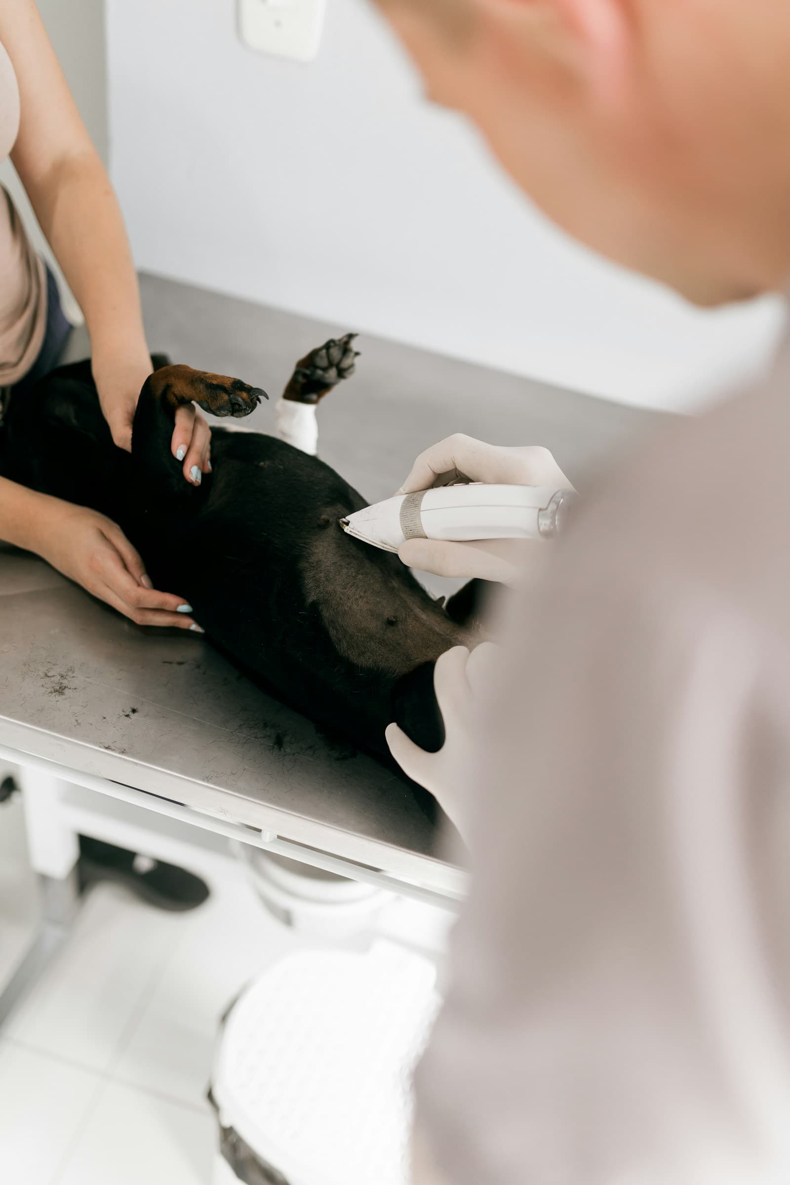 Dierenarts onderzoekt een hond in een professionele praktijk